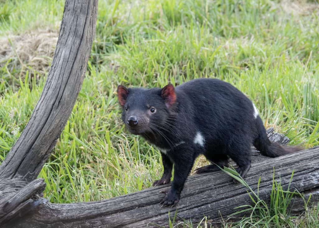 15 things to do in Hobart wIthout a car: Meet Tasmanian Devil at the Bonorang Sanctuary!