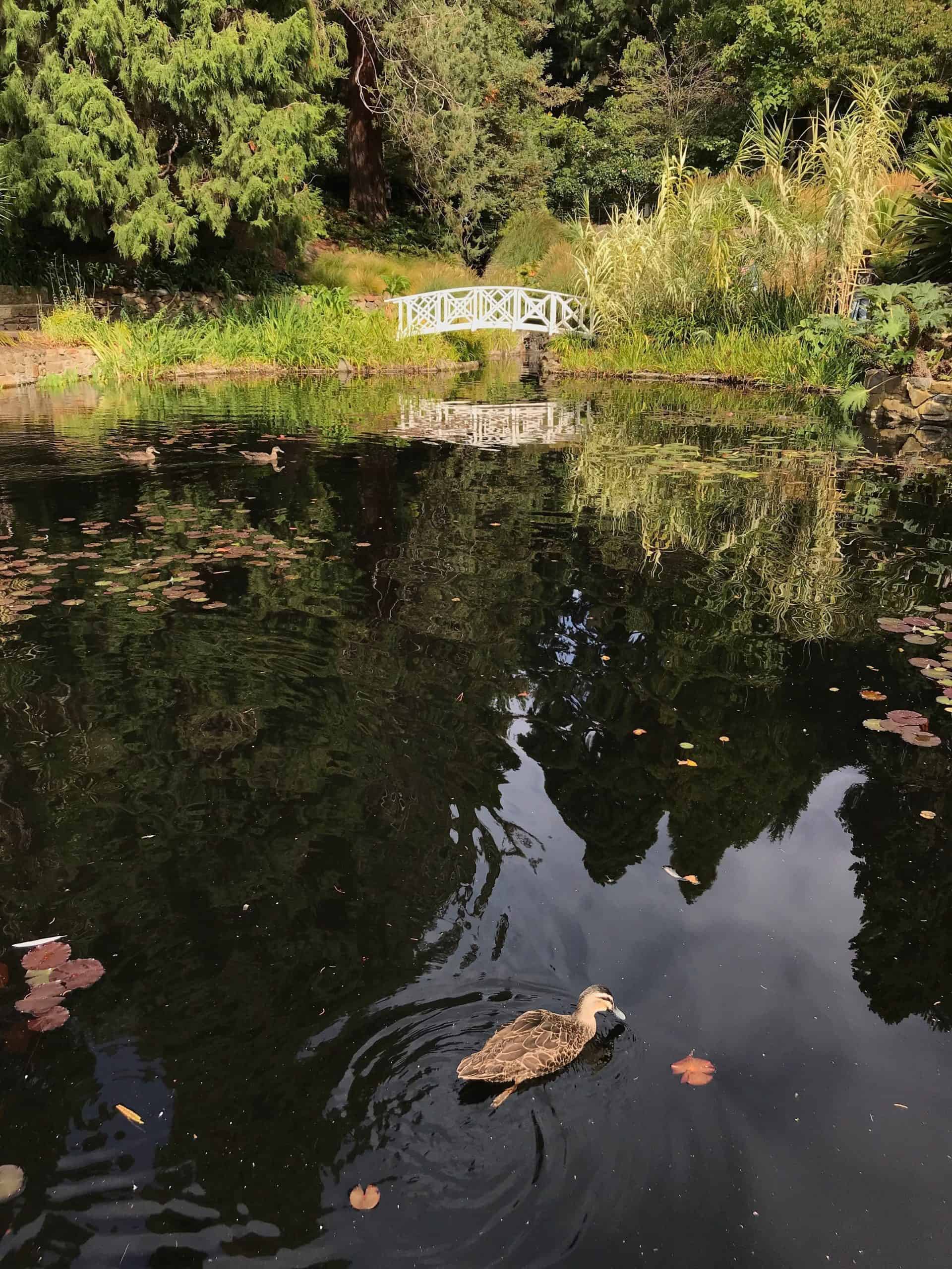 Duck pond at The Royal Tasmanian Botanical Gardens!