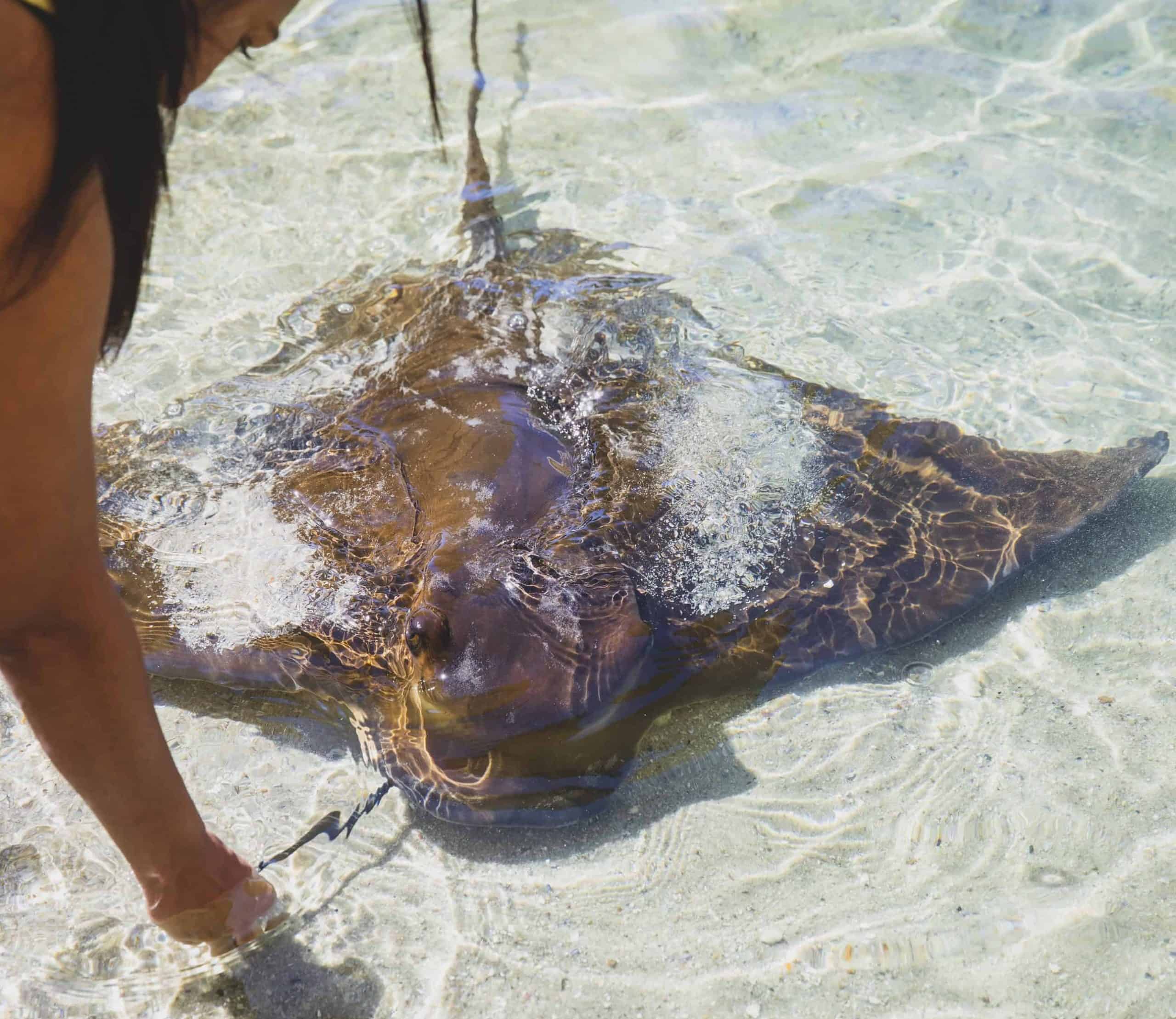 Things to do in Port Stephens - Feeding the Irukandji Shark in NSW Anna Bay.
