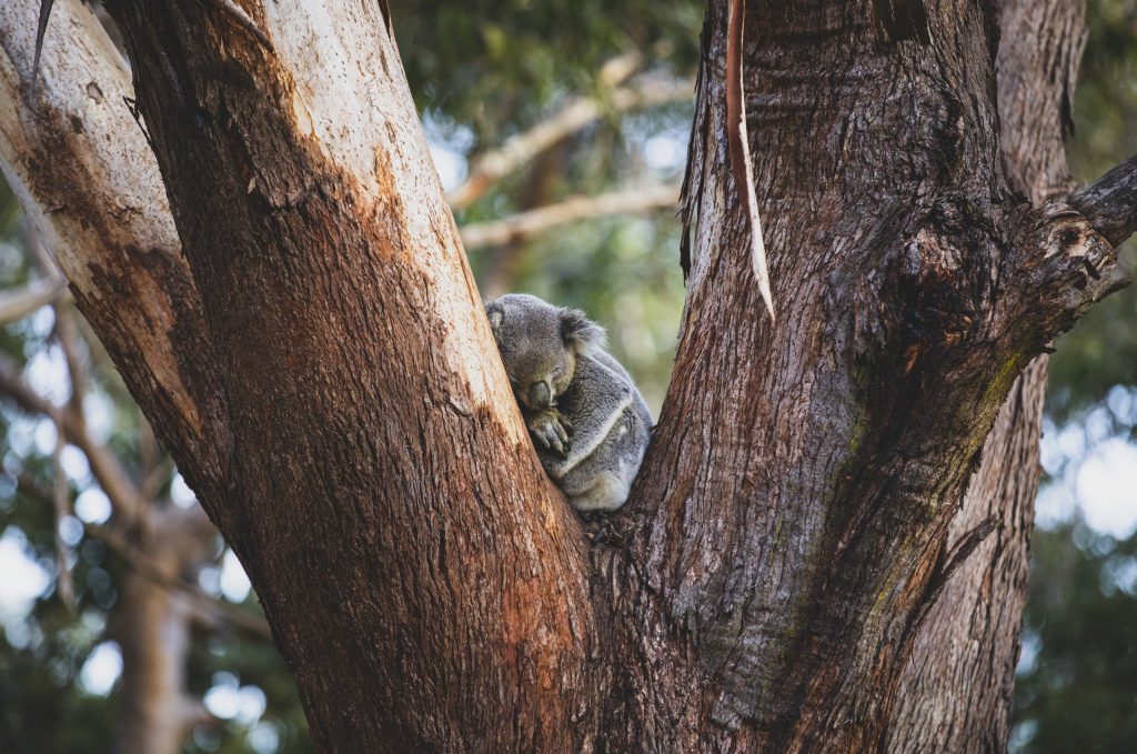 Koala on tree at Koala Sanctuary Port Stephens, One Mile