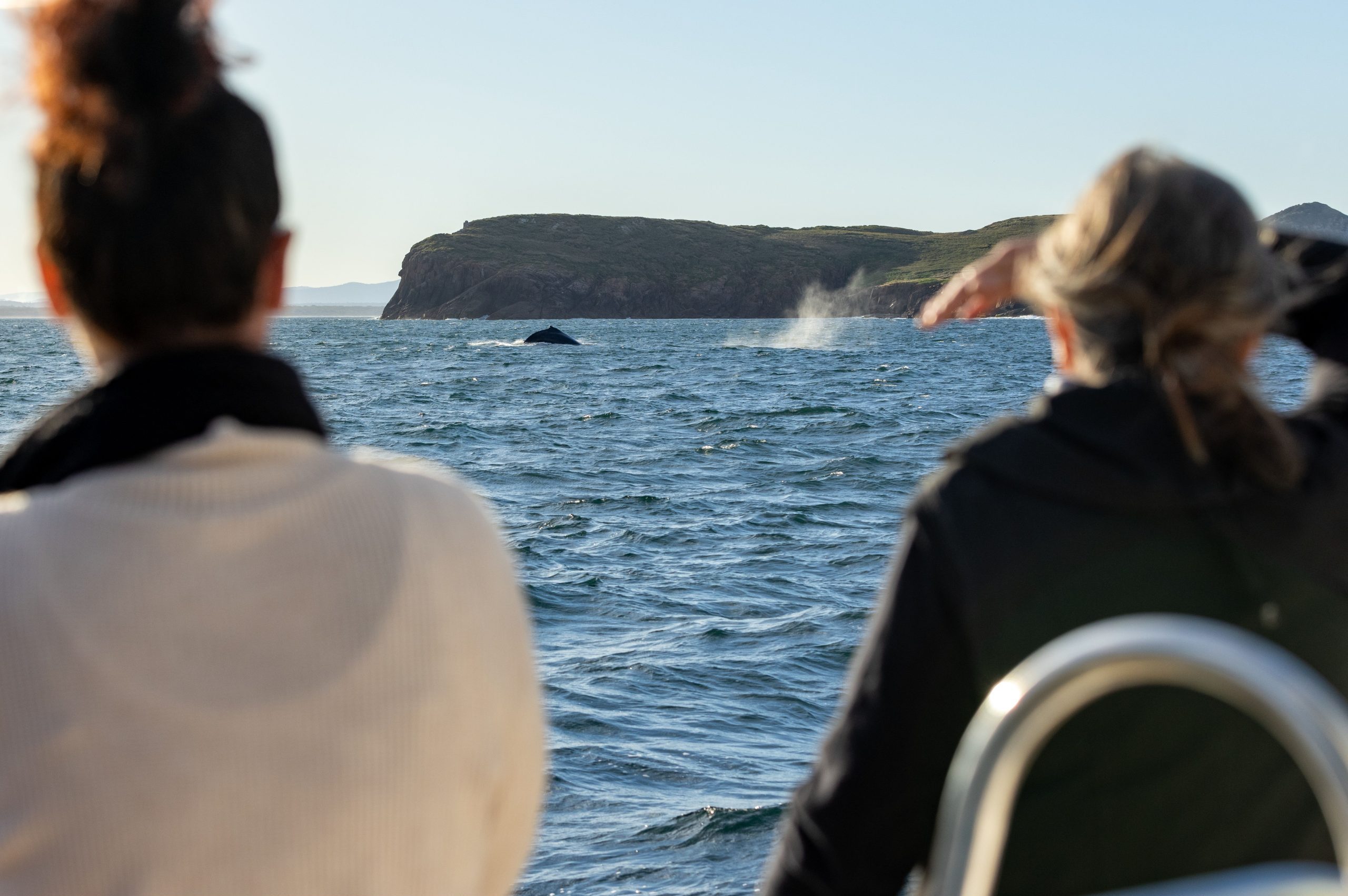 Things to do in Port Stephens - whale watching