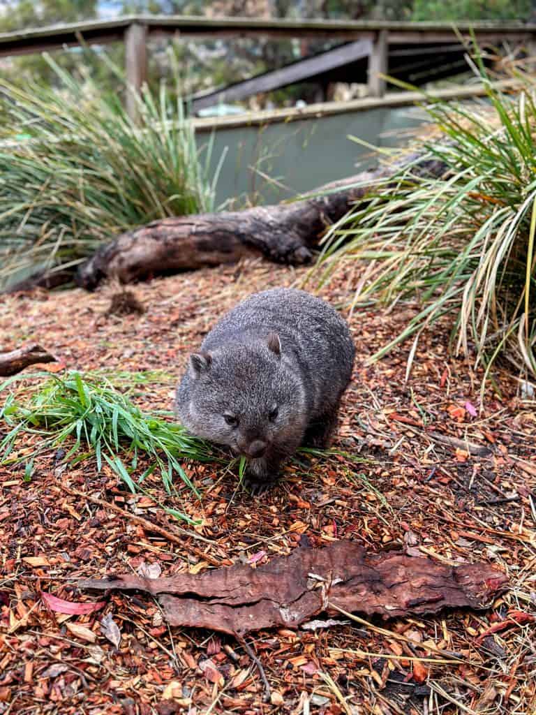 Best things to do in Hobart: Animals at the Bonorong Sanctuary