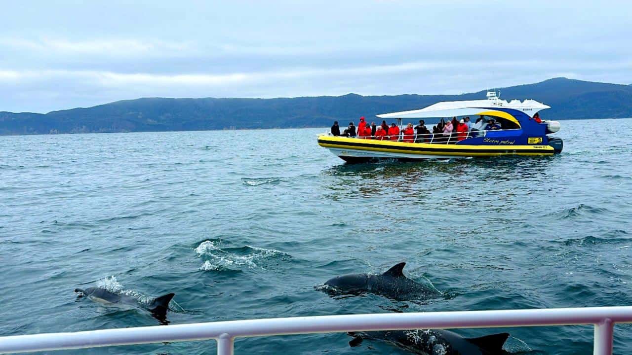 A red and yellow speedboat navigating through dramatic sea caves and towering rock formations - Bruny Island Wilderness Cruise (operated by Pennicott Wilderness Journeys) 