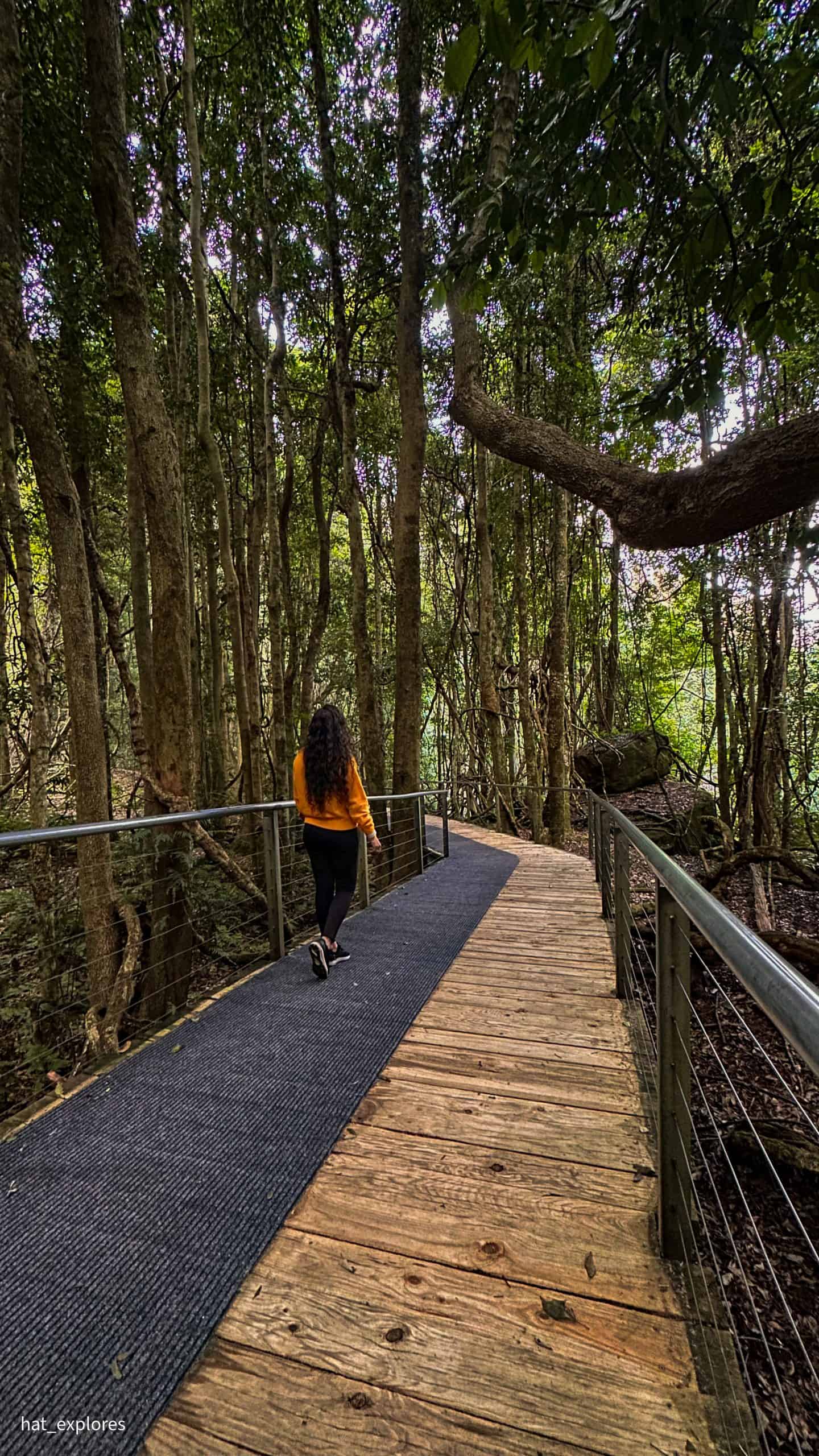 A trail covered with eucalyptus trees on the Scenic Walkway inside Scenic World