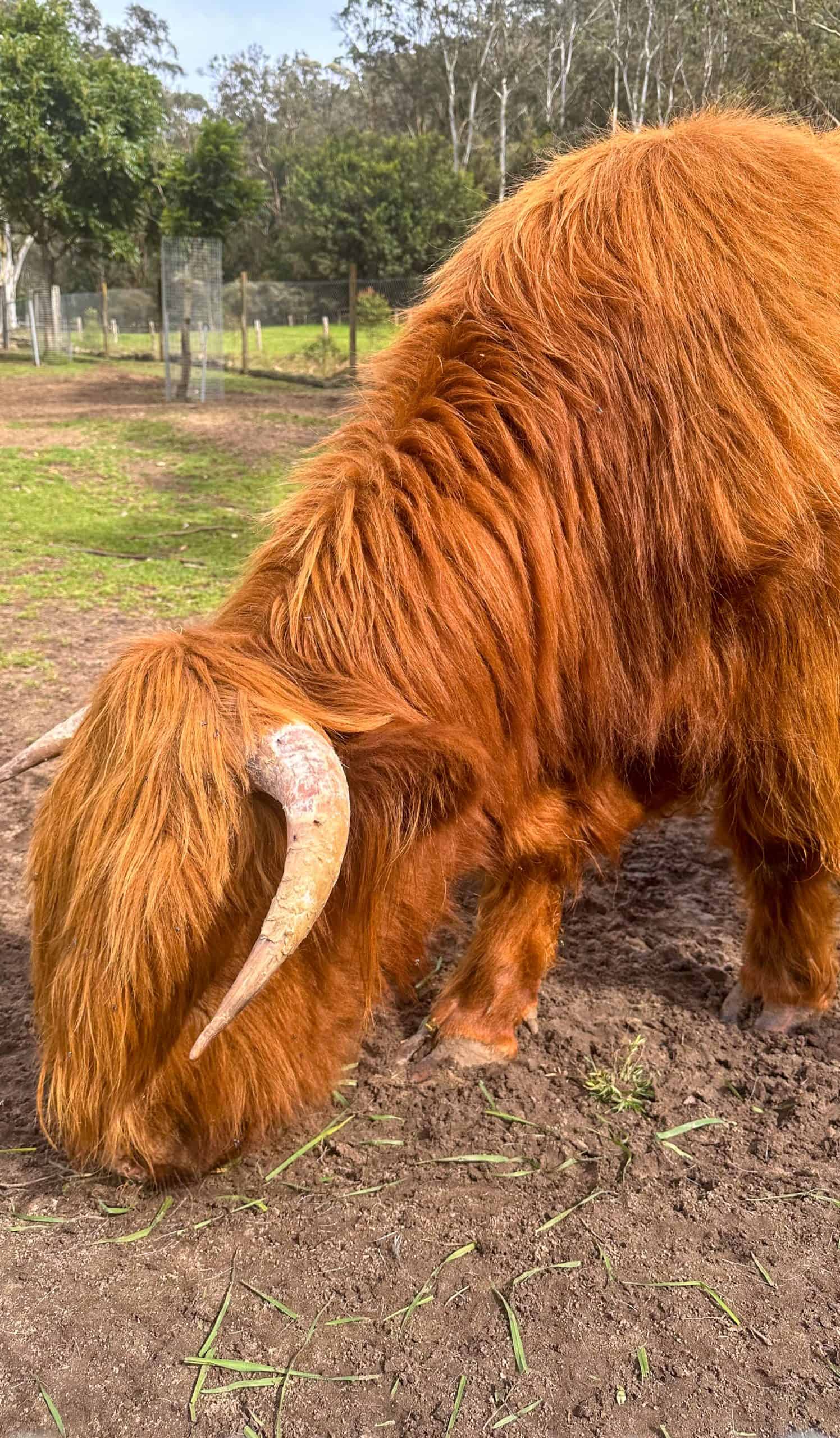 Farm animals in Glenworth Valley