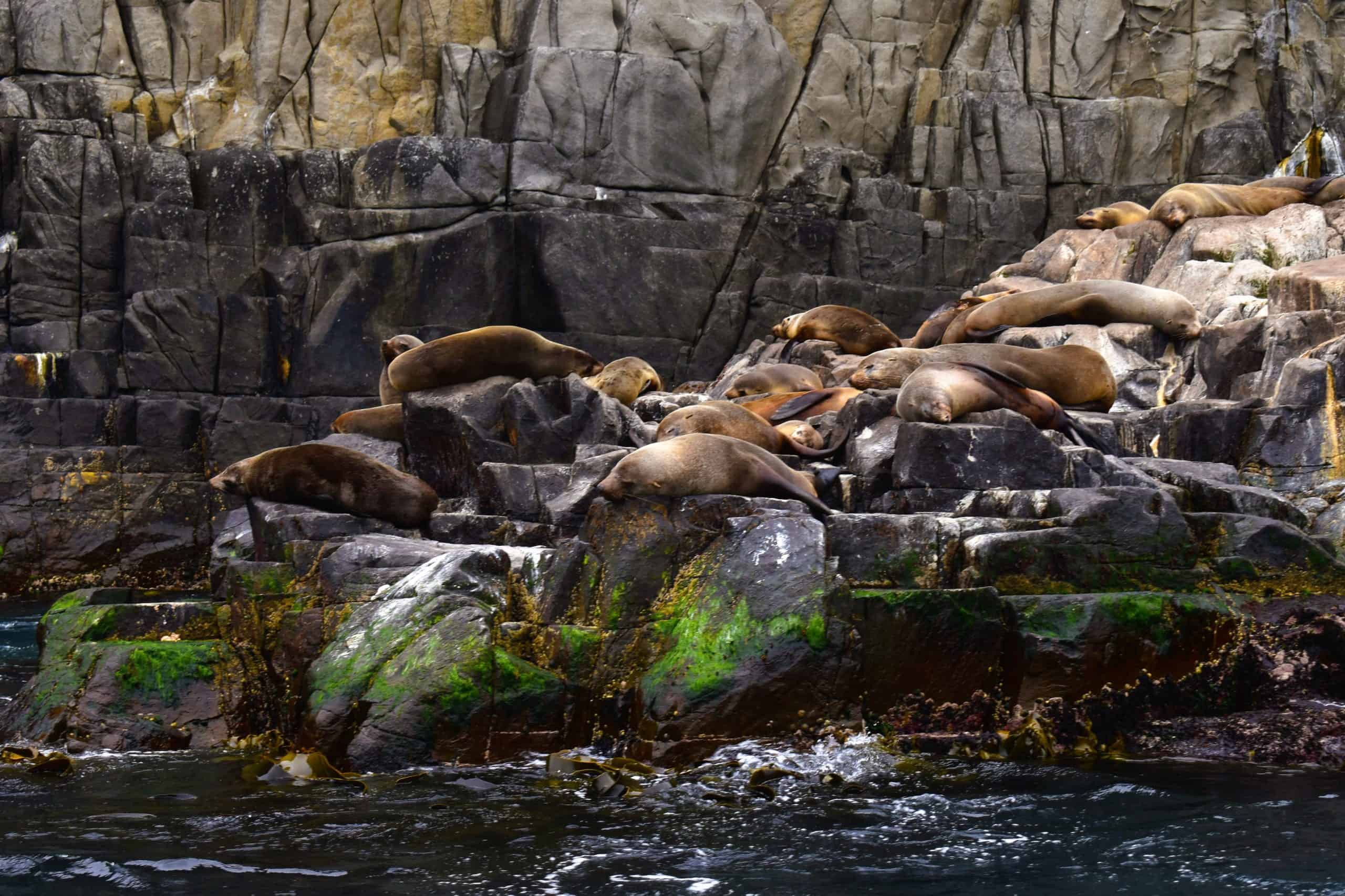 Furry seals seen from Bruny Island Wilderness Cruise (operated by Pennicott Wilderness Journeys) 