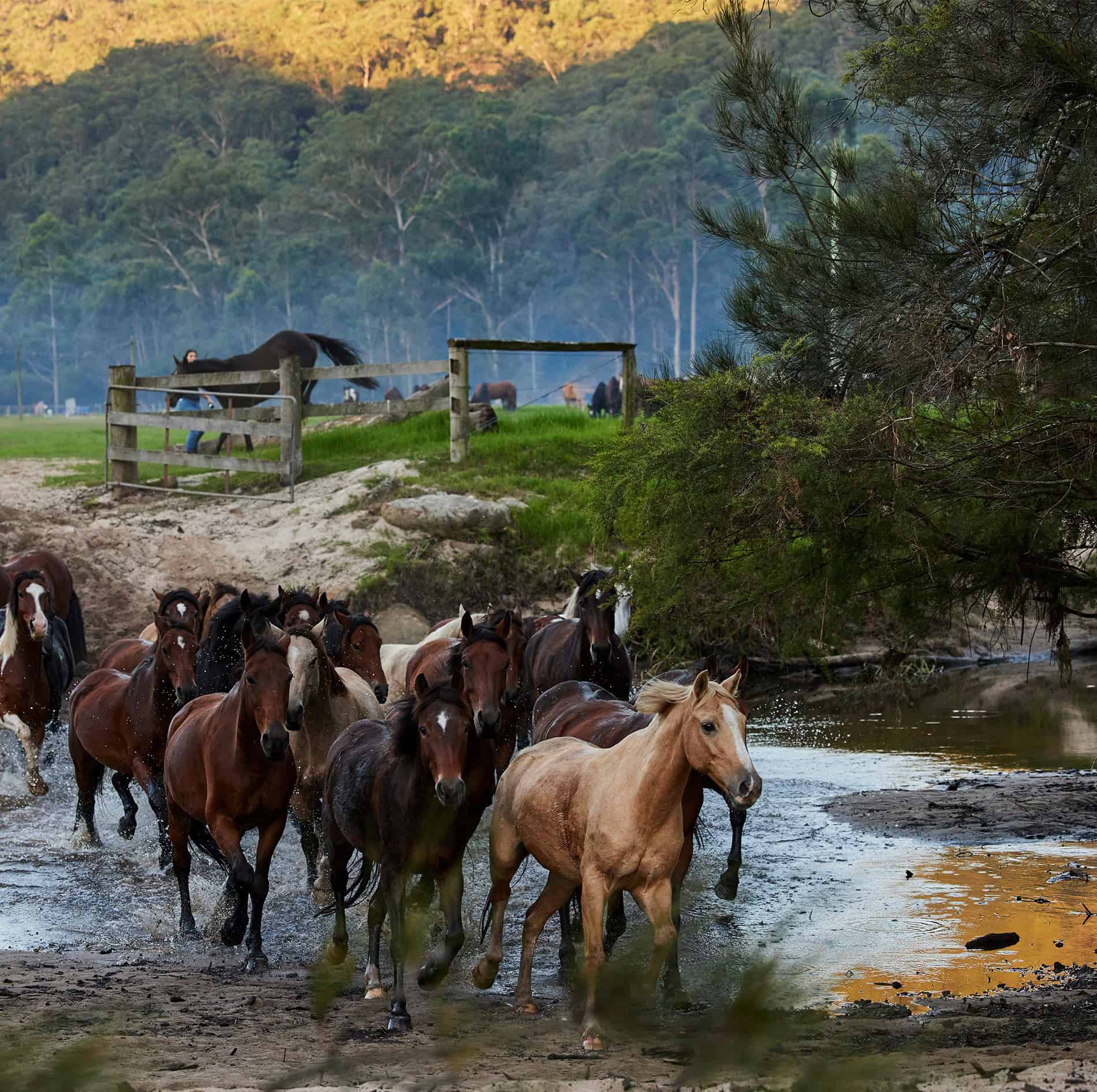 Horses running through the trails of Glenworth Valley through the mud