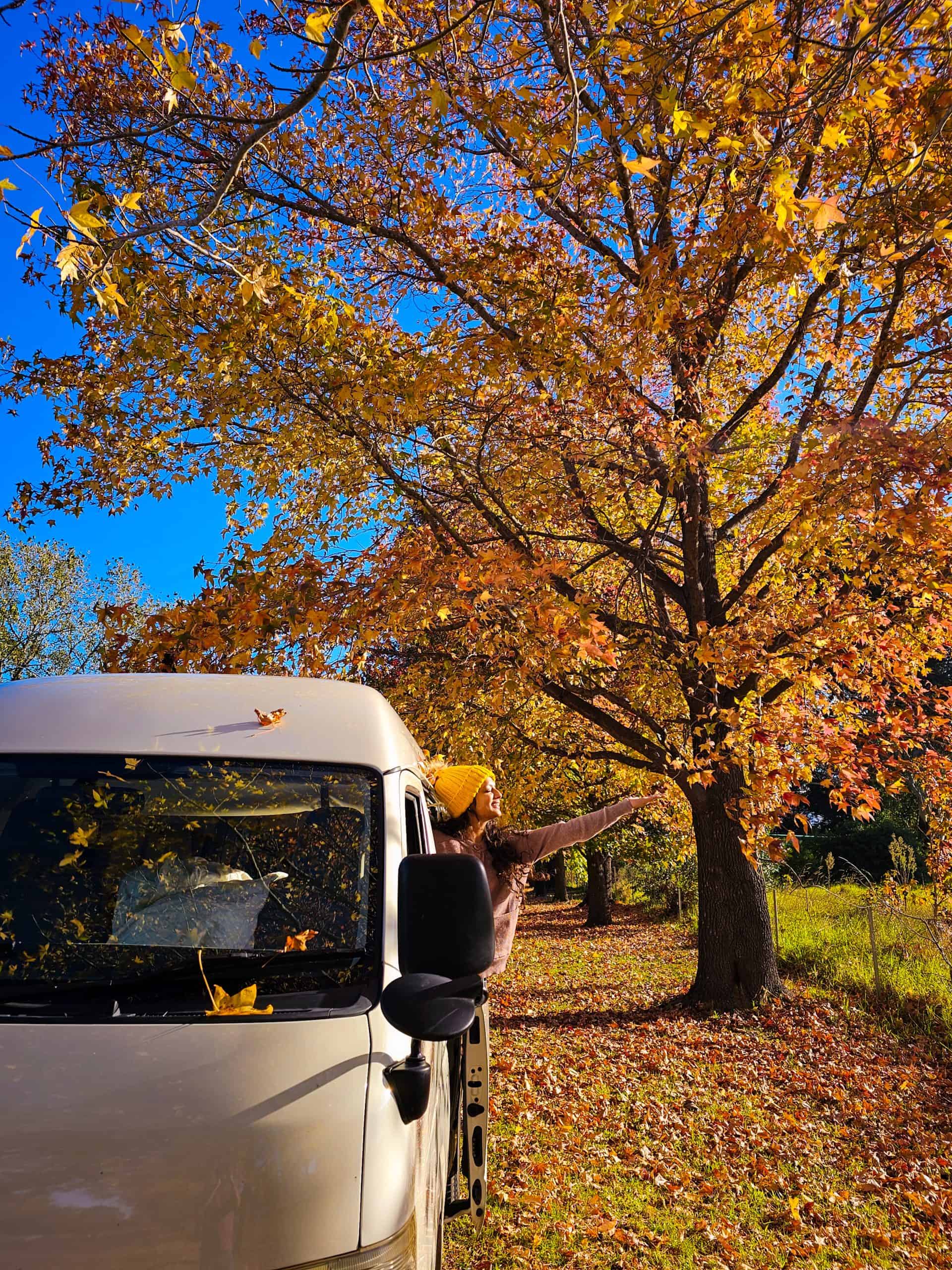 A girl with a yellow hat coming out a window of a car, trying to catch autumn leaves in Blue Mountains. 