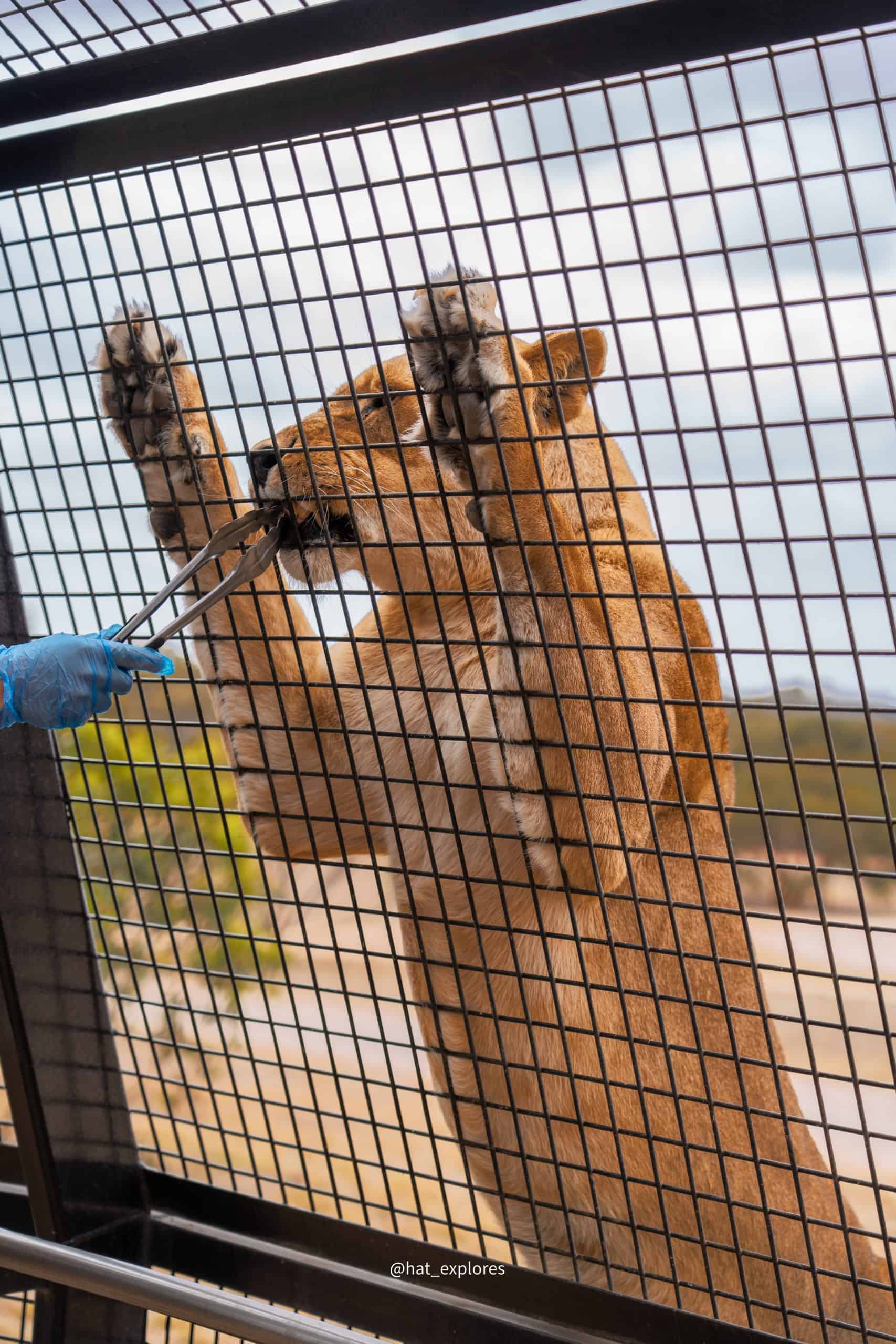 Zookeeper feeding lions through the mesh at the Lions 360 experience, demonstrating the close encounter offered to visitors.

