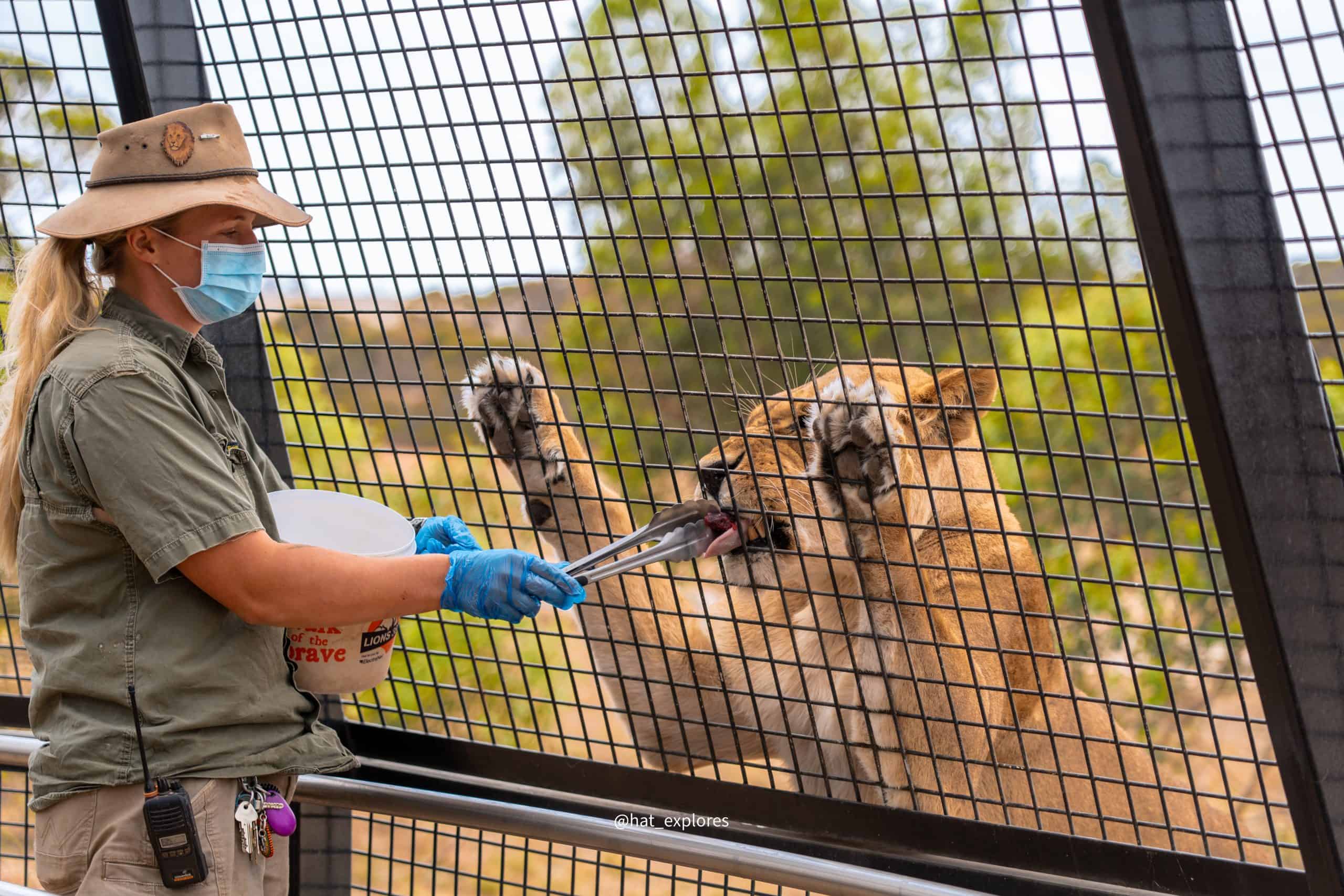 zoo keeper feeding lions at Lions 360, an immersive wildlife experience at Monarto Zoo