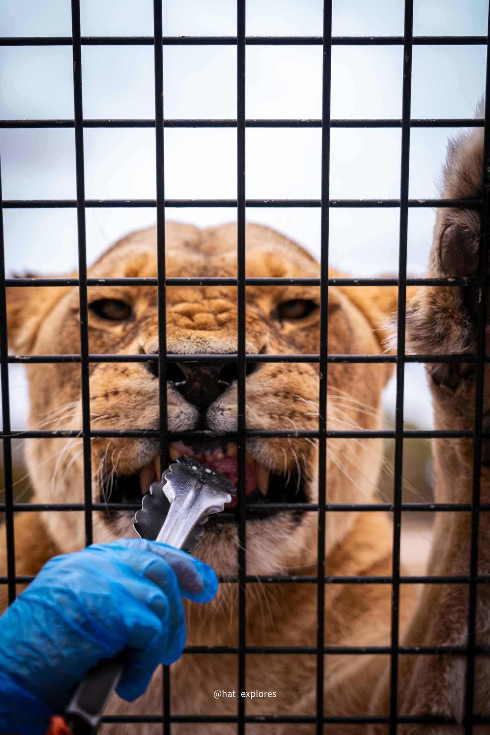 3 day Adelaide itinerary: Lions 360 Experience