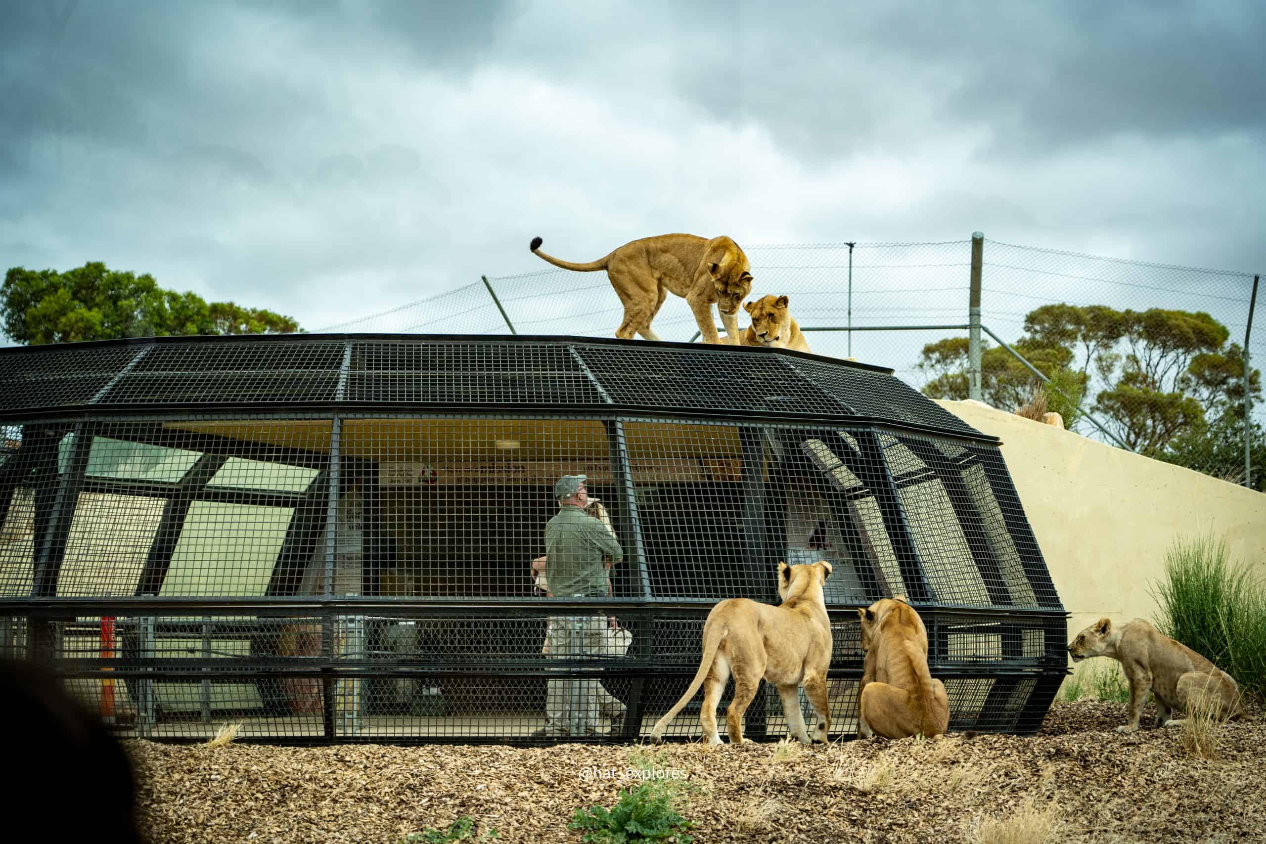 Image: Lion360 at Monarto Safari with lions all around the dome
Visitors inside the Lions 360 dome at Monarto Safari Park, surrounded by lions walking atop the cage structure.