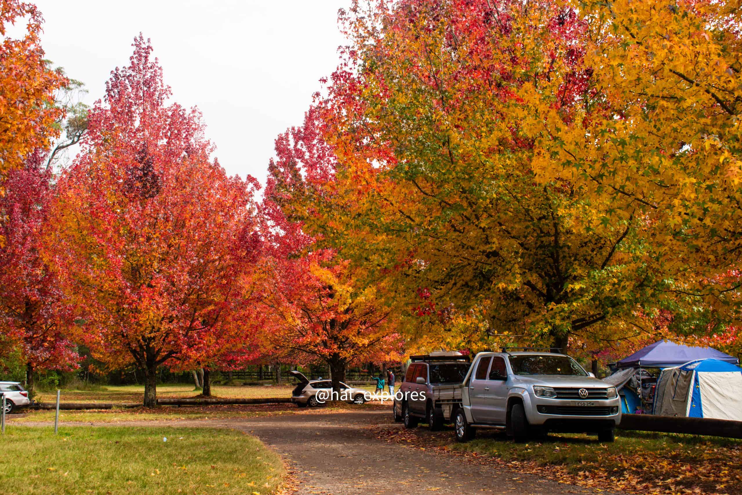 A campground at Cathedral Reserve in the Blue Mountains in autumn, with vibrant red, orange, and yellow foliage lining the path. Cars and tents are set up beneath the colorful trees, capturing the essence of a fall getaway