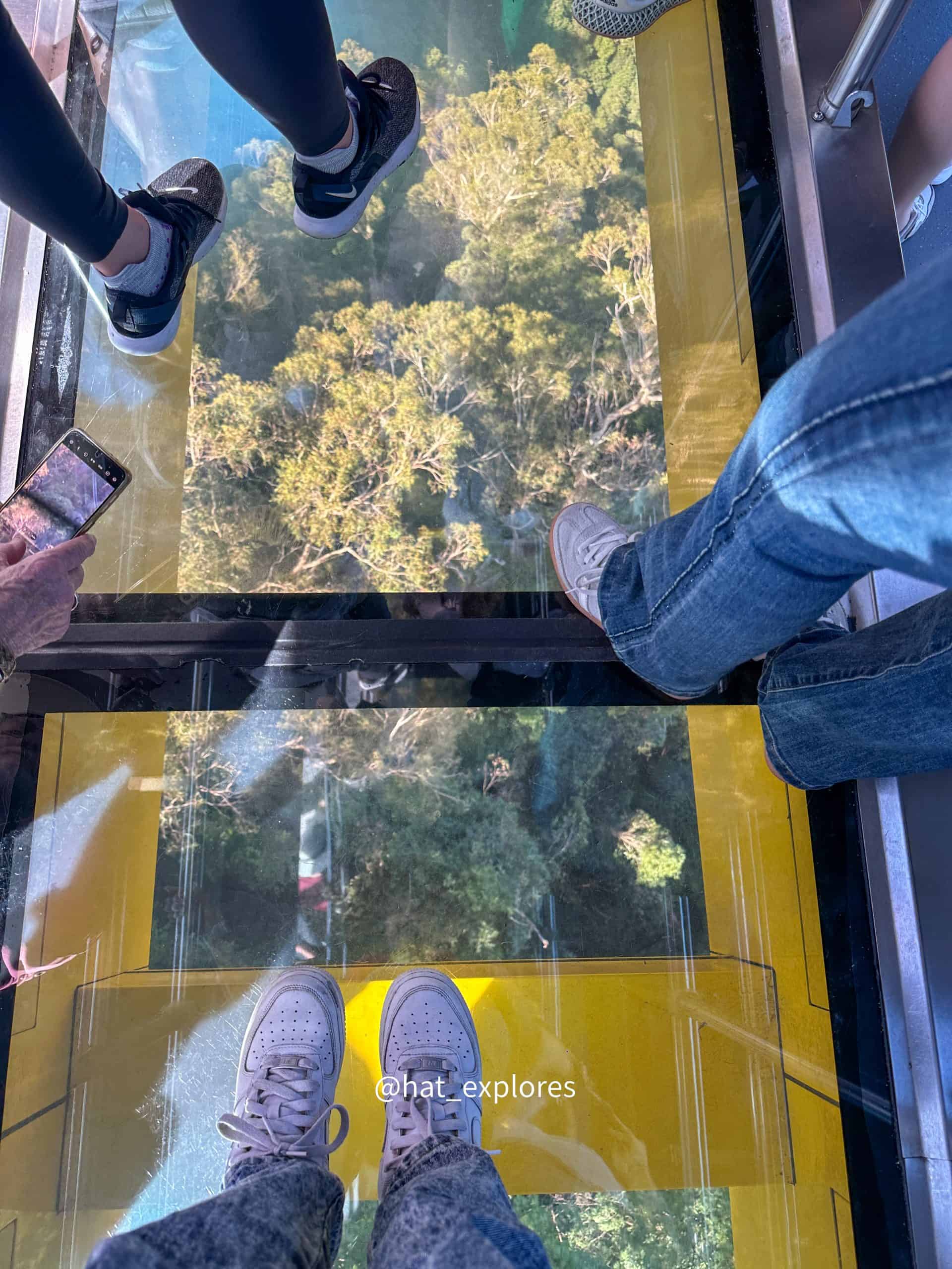 electro-glass cabin floor that reveals the lush rainforest canopy beneath your feet