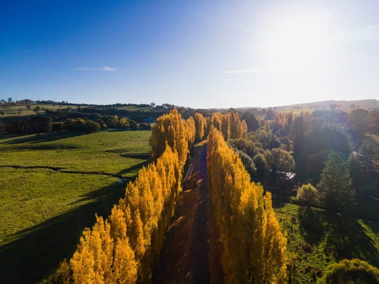 The Autumn Gold Rush in New South Wales: Golden Poplars in Meadow Flat