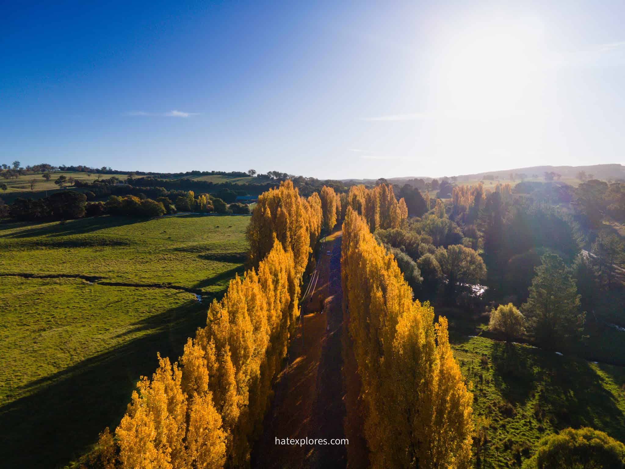 Golden Poplars Meadow Flat