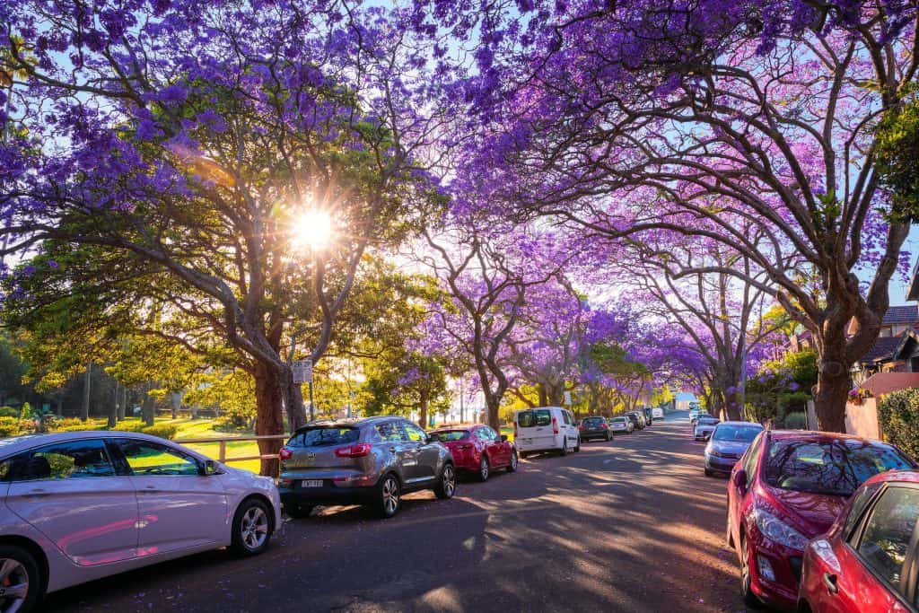 Purple jacaranda trees in full bloom along a Sydney street — a must-see highlight among the best Things to Do in November in Sydney.