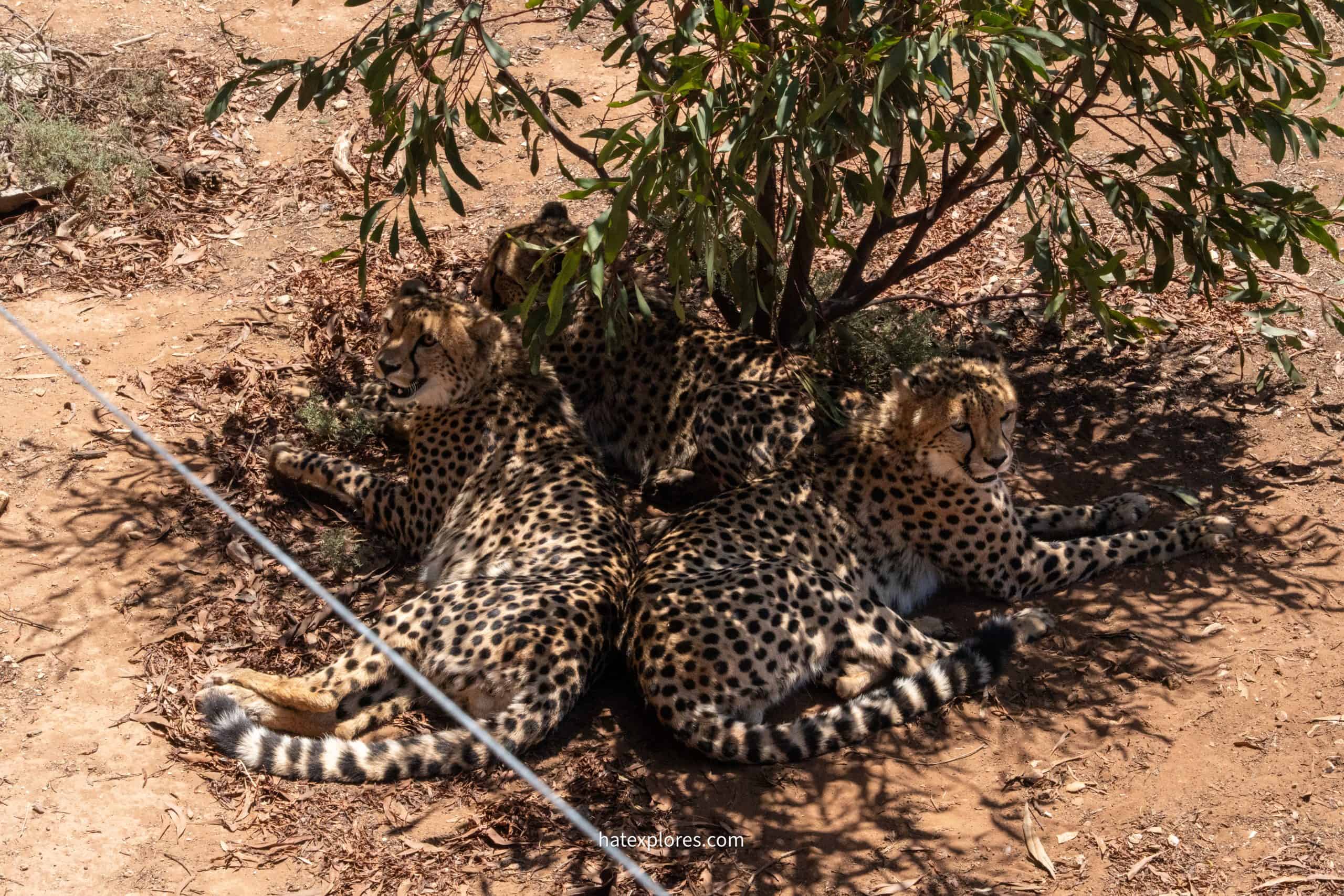 A group of cheetahs lounges in the shade of a small tree at Monarto Safari Park, 