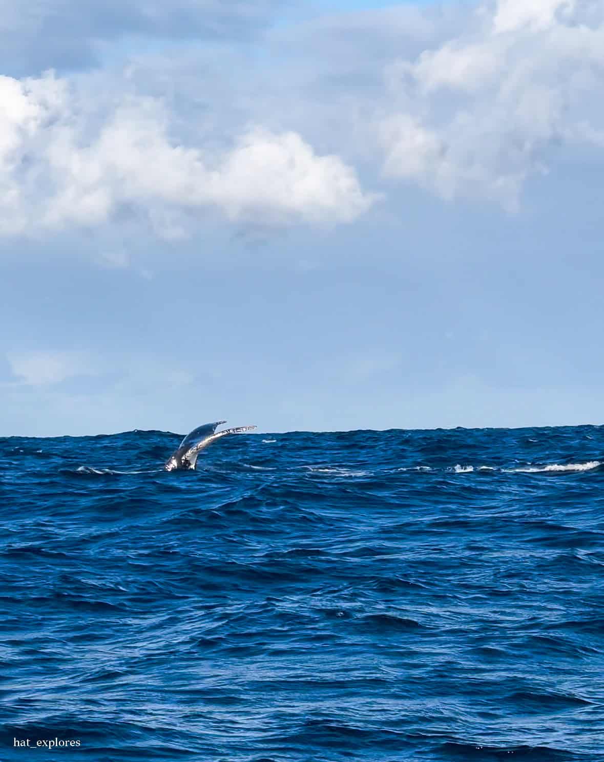 A humpback whale's tail emerges from the deep blue waters off the coast of Sydney, during a whale watching tour, with choppy waves and a cloudy sky in the background.