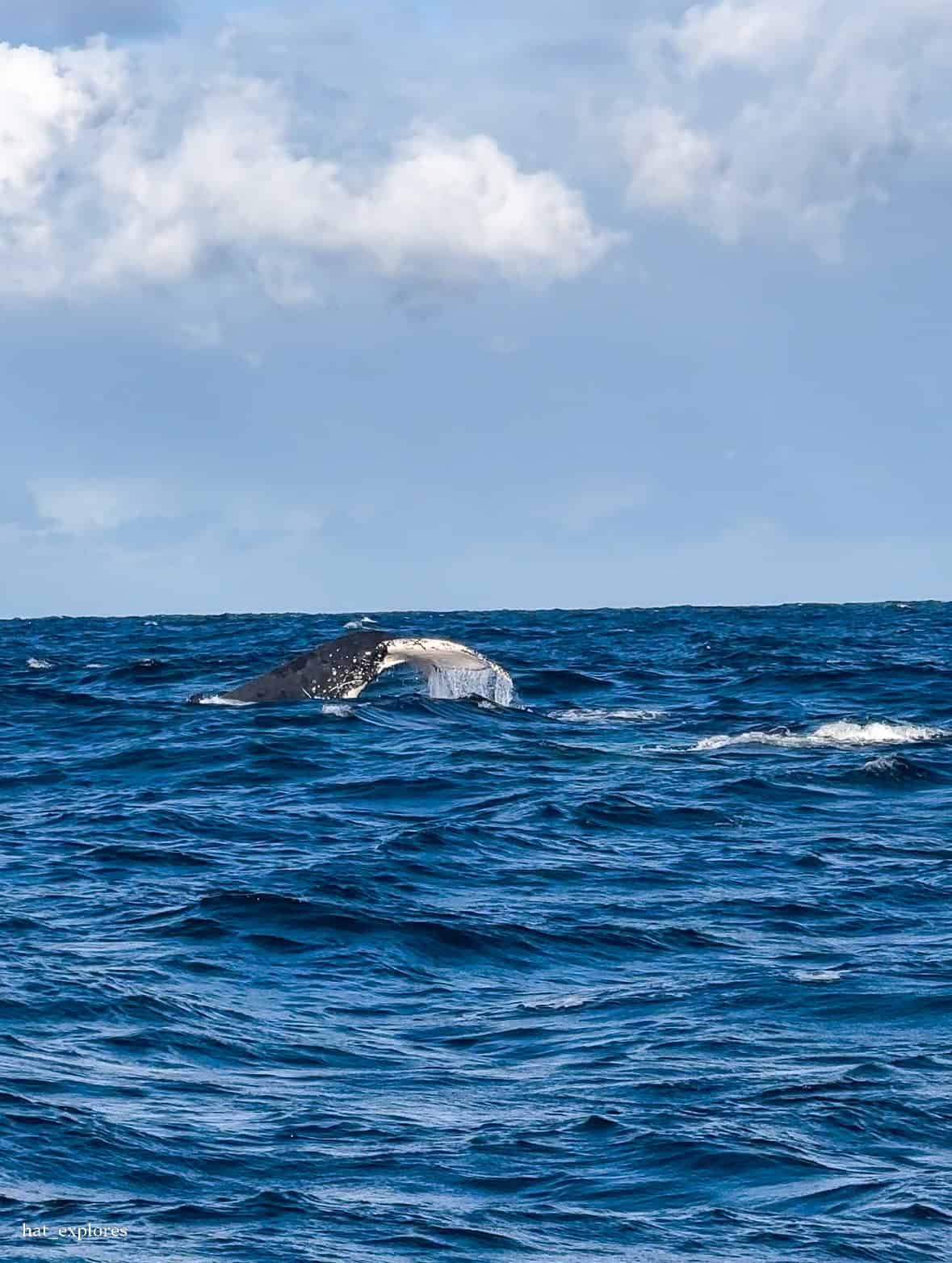 A humpback whale's tail emerges from the deep blue waters off the coast of Sydney, during a whale watching tour, with choppy waves and a cloudy sky in the background.
