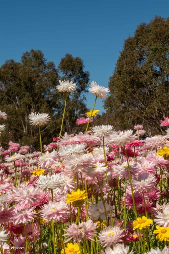 12 Best Places to Find Spring Flowers in Sydney (+ Beyond!)