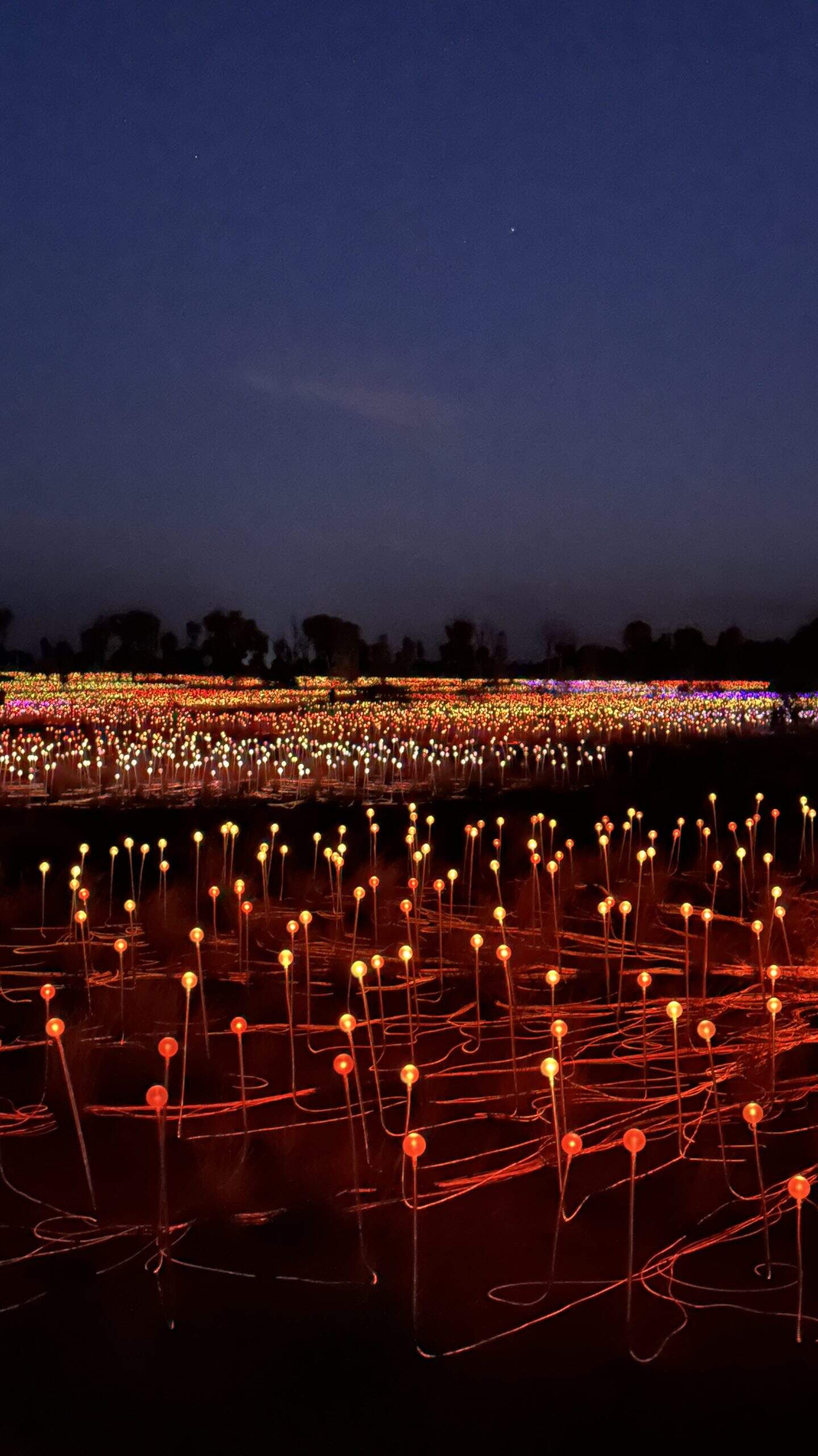 field of lights at Uluru