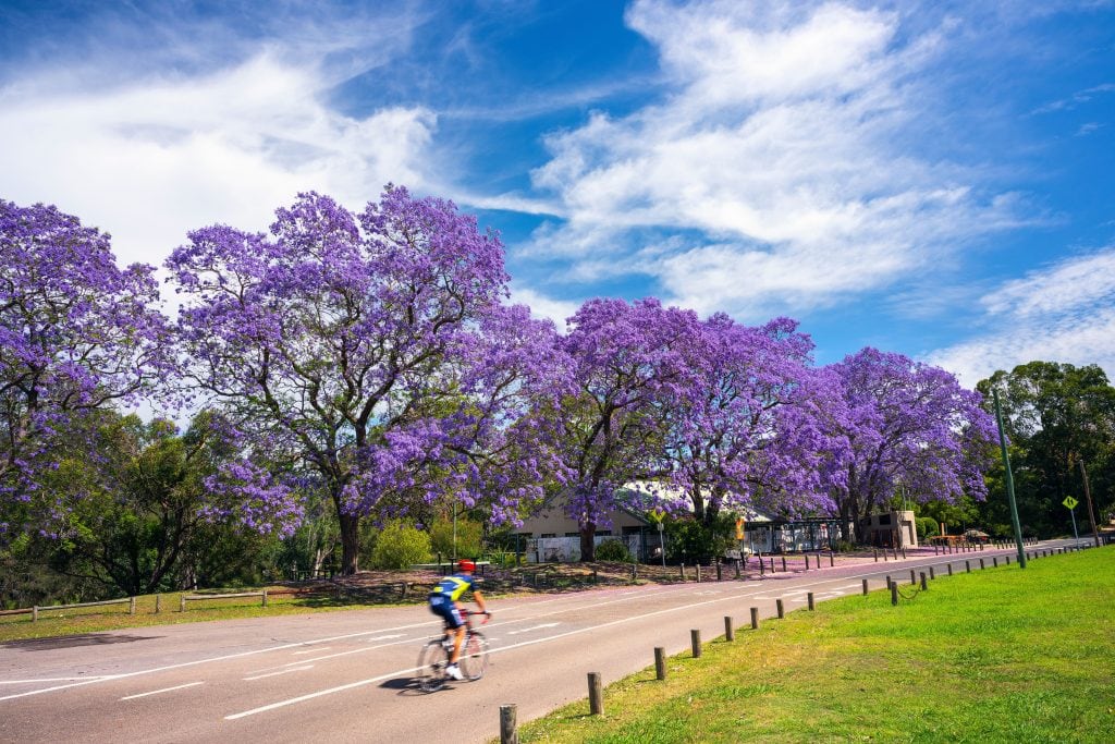 person cycling on Sydney's beautiful street 