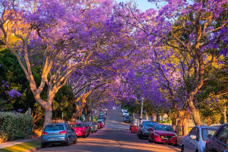 Where to See Jacaranda Trees in Sydney This Spring 2025 | Best Streets & Parks