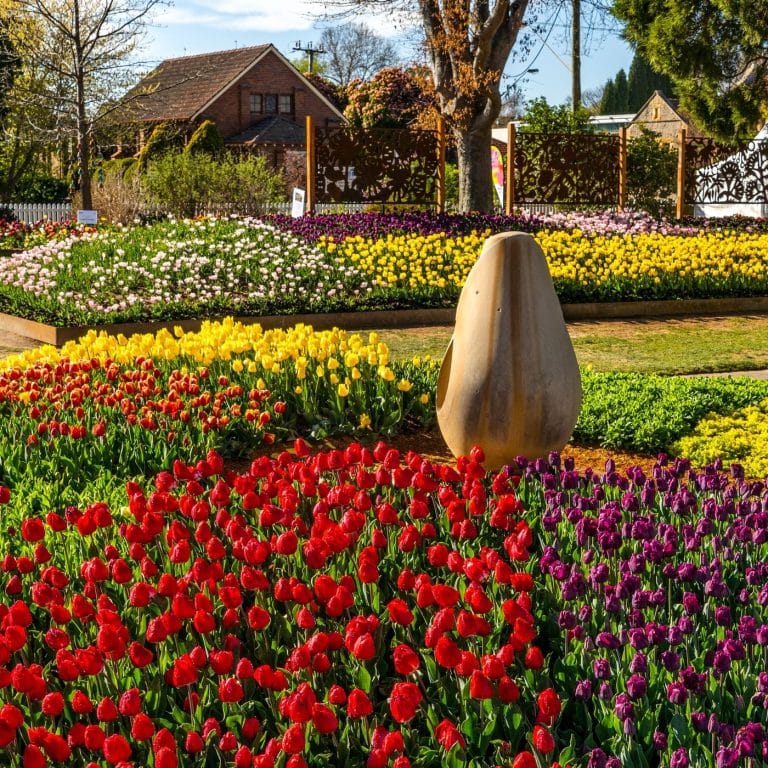 A flower garden with many different colored tulips.