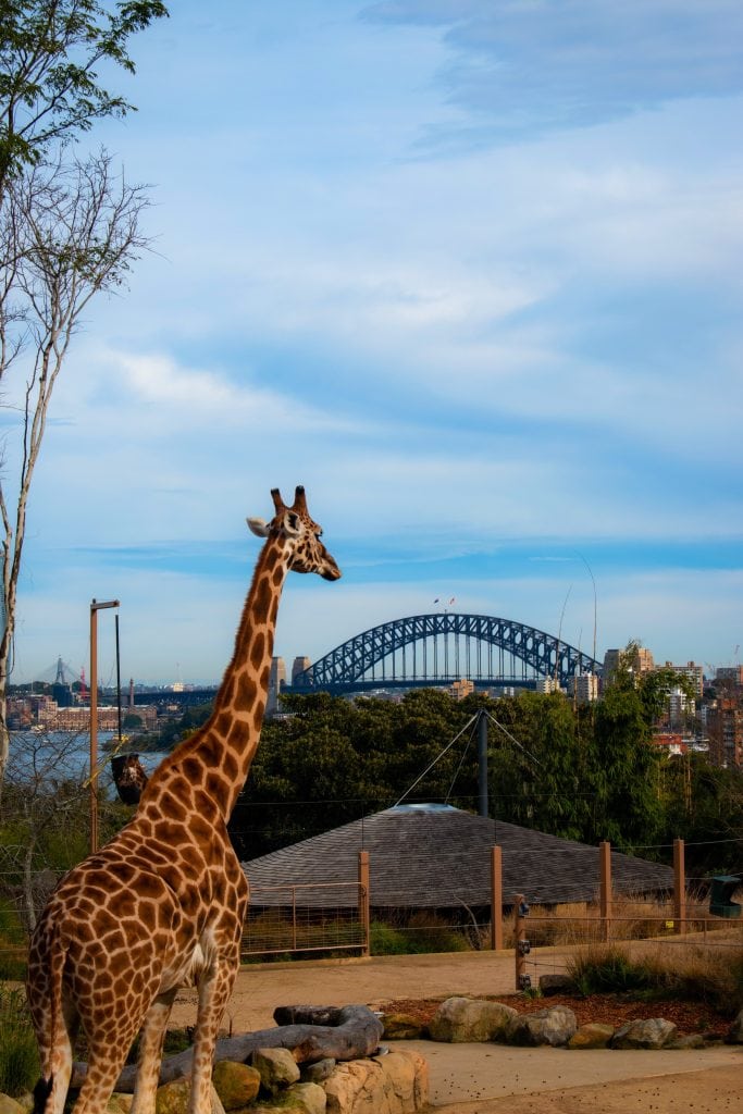 giraffe at Taronga Zoo